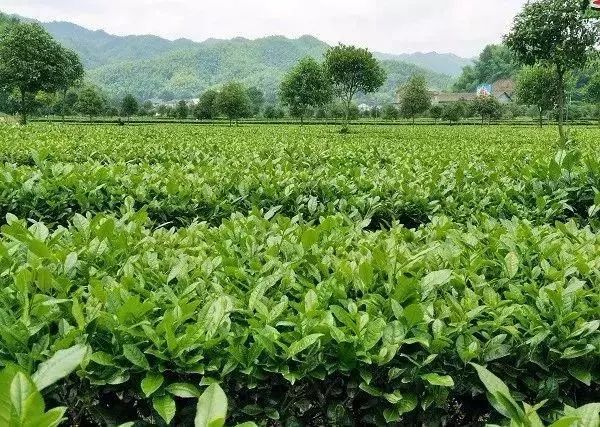 【產(chǎn)業(yè)立市　桃源在行動】喜訊！桃源這2家富硒企業(yè)入選2019湖南省級工業(yè)旅游示范點